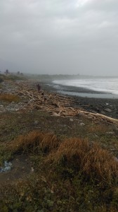 driftwood at beach near 'atolan, october 2014. djh
